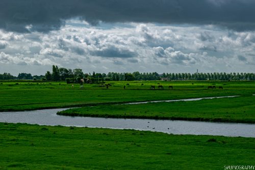 Zaanse & Bucharest