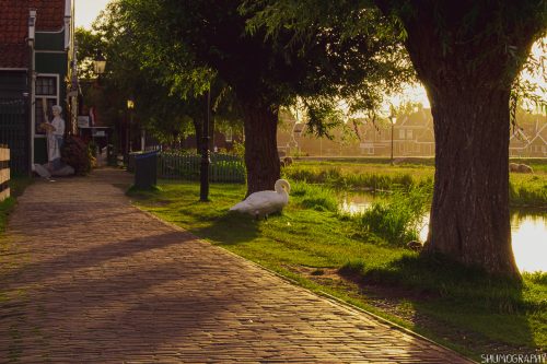 Zaanse & Bucharest