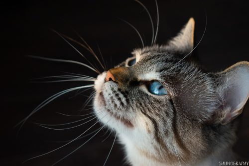 Pifu the cat