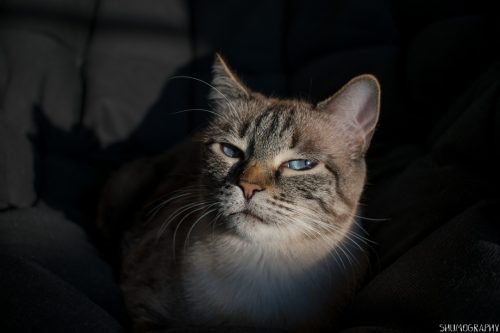 Pifu the cat