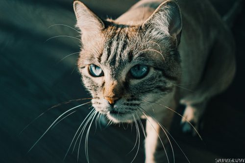 Pifu the cat