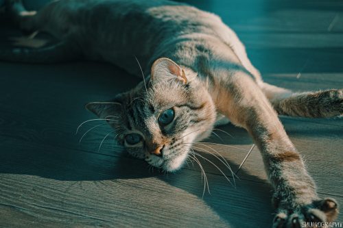 Pifu the cat