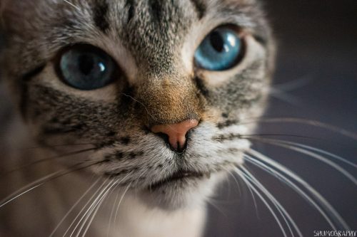 Pifu the cat