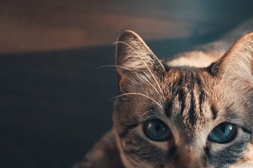 Pifu the cat