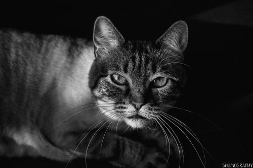 Pifu the cat