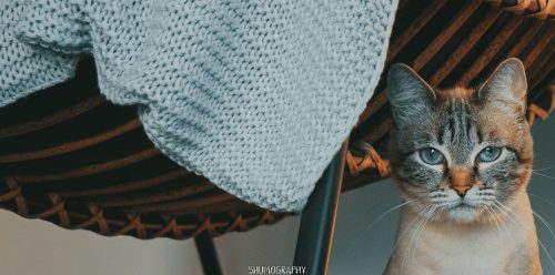 Pifu the cat