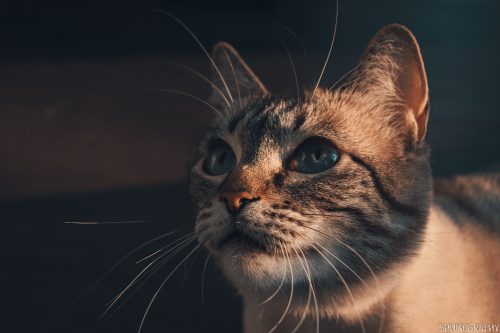 Pifu the cat