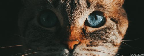 Pifu the cat